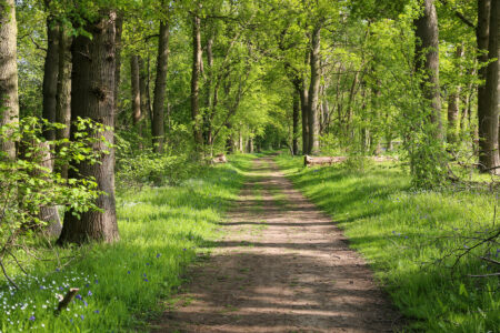 Seeing Green: The Importance of Nature for Our Health Image